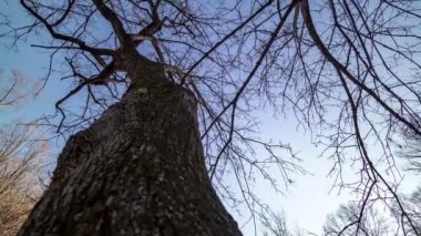In Washington DC's Rock Creek Park, a time-lapse shot tilts down and pans from a tree top to the multi-use trail where blurred figures of park-goers provide a sense of movement as the sun sets. 