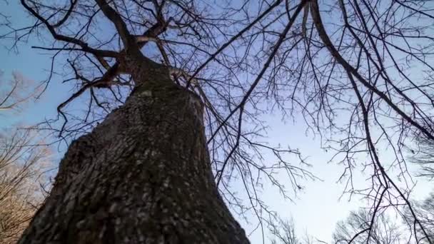 Washington Rock Creek Park Time Lapse Shot Tilts Pans Tree — 비디오