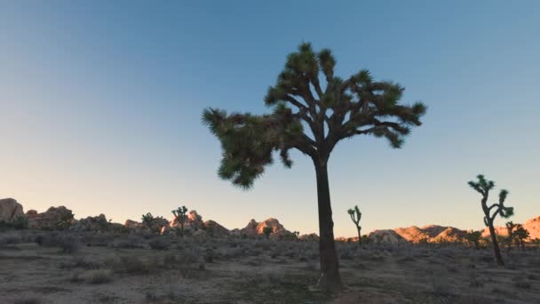 Panning Shot Joshua Tree Yucca Brevifolia Distant Sun Bathed Rock — Video Stock
