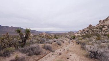 The Quail Spring Basin Trail in the Mojave National Preserve in Southern California. Desert plants are seen in the foreground and the Kelso Dunes are seen in the distance. The sky is overcast.