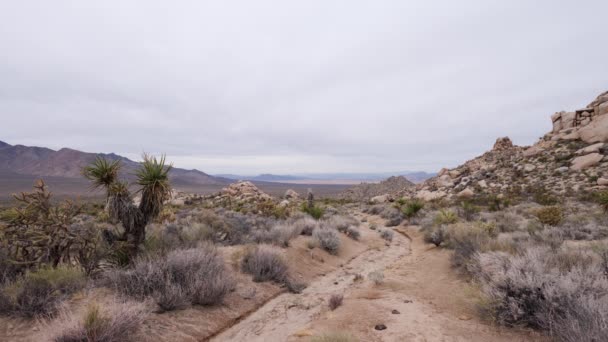 Quail Spring Basin Trail Mojave National Preserve Southern California Inglés — Vídeos de Stock