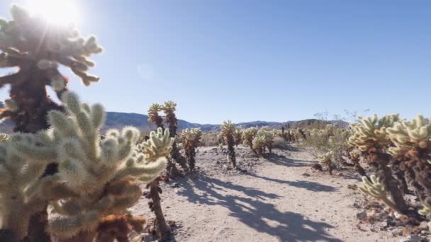 Joshua Tree National Park Cholla Cactus Garden Towering Cactus Glows — Stock Video