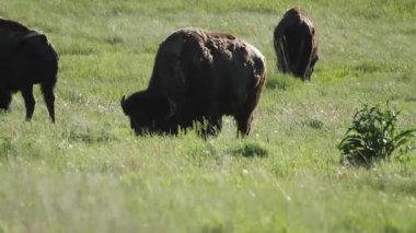 Güney Dakota 'daki Çorak Topraklar Ulusal Parkı' ndaki Sage Creek Kampı 'nda üç Amerikan Bizonu otluyor..