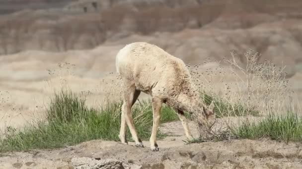 Bighorn Sheep Ewe Feeds Grasses Edge Cliff Badlands National Park — Stock Video