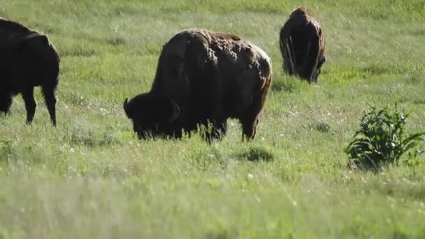 Three American Bison Grazing Sage Creek Campground Badlands National Park — Stock Video