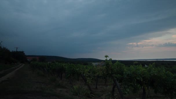 Видеозапись Восхода Солнца Винограднике Около Озера Балатон Таджьоне Венгрия Летним — стоковое видео