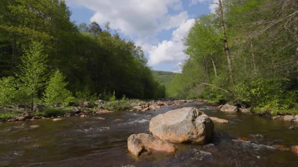 Red Creek Fluye Través Dolly Sods Wilderness Parte Del Bosque — Vídeo de stock