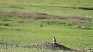 Güney Dakota 'daki Badlands Ulusal Parkı' ndaki Sage Creek Kamp alanı yakınlarındaki Çayır Köpeği kasabasında bir çayır köpeği nöbet tutuyor..