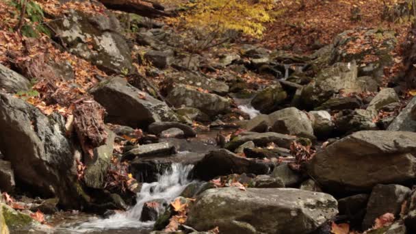 George Washington National Forest Virginia Three Ridges Wilderness Odcinku Harpers — Wideo stockowe