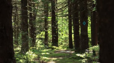 Batı Virginia 'daki Spruce Knob-Seneca Kayalıkları Ulusal Eğlence Bölgesi' nde Huckleberry Patikası 'nda bir kadın ve erkek yürüyüş yapıyor. Yaz.