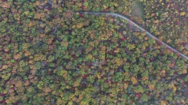 バージニア州のアパラチア山脈のカラフルな秋の森の中を曲がりくねった未舗装の道路の鳥の目のビュー — ストック動画