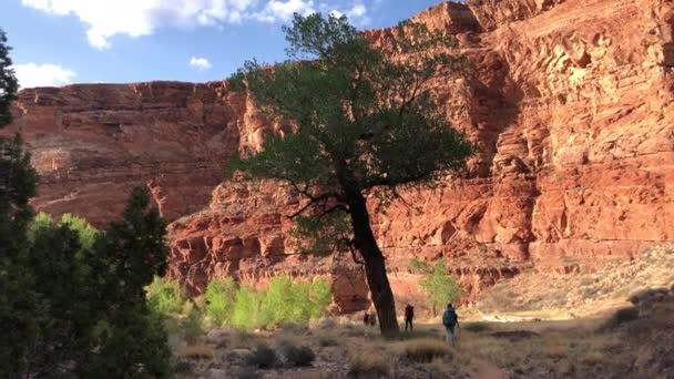 Oidentifierbar Backpackers Vandring Sundance Trail Förbi Ett Träd Dark Canyon — Stockvideo