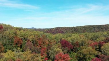 Spruce Knob-Seneca Creek Backland 'in Batı Virginia' daki Monongahela Ulusal Ormanı 'ndaki sonbahar ağacı yapraklarının hava görüntüsü. Kamera bir vadiyi gözler önüne sermek için ileri geri uçuyor..