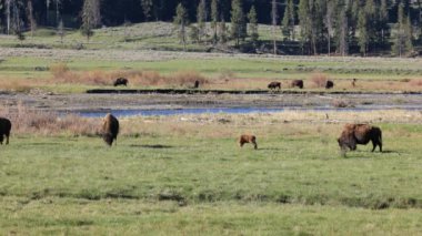 Kırmızı köpek olarak bilinen bir buzağı sürüsü, Yellowstone 'un Lamar Vadisi' nde güneşli bir çayırda huzur içinde otluyor ve Wyoming 'de bir bahar gününün sıcağında güneşleniyor..