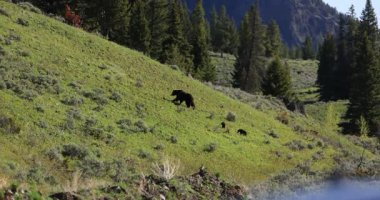 Bir boz ayı anne ve iki yavrusu Yellowstone 'un Lamar Vadisi' ndeki çimenli bir tepeye tırmanıp parkın ikonik yaban hayatını ve manzaralı yaz manzarasını vurguluyor..