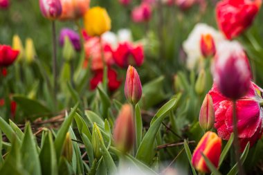 Yukarıdan yeşil yapraklı parlak kırmızı laleler baharda bir tarlada çiçek tarlasında yetişiyor.