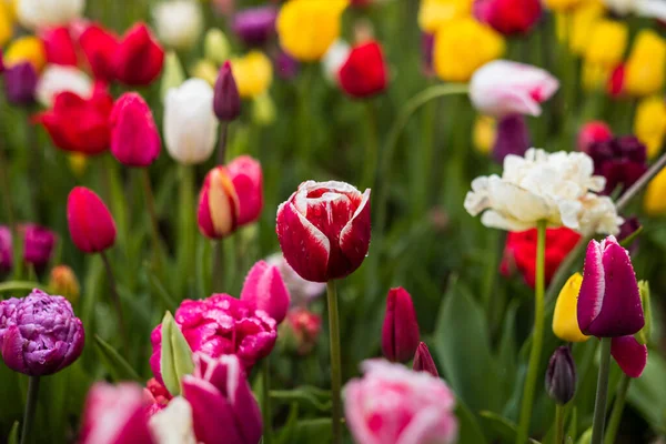 stock image From above bright red tulips with green fresh leaves growing in flowerbed in spring in a field