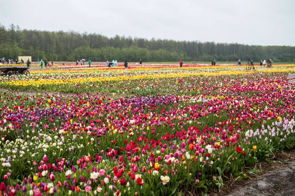 stock image From above bright red tulips with green fresh leaves growing in flowerbed in spring in a field