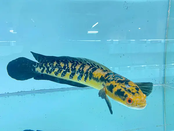 Toman ornamental fish patterned black and yellow