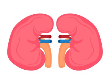 Kidney, glomerulonephritis, pyelonephritis, urolithiasis, polycystic kidney disease, renal failure. Vector Illustration