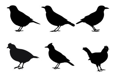 Tasarım ve İllüstrasyon için Kuş Siluetleri