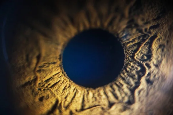 Male pupil of human eye in macro