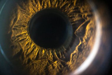 Male brown eye with black bottomless center in macro very close