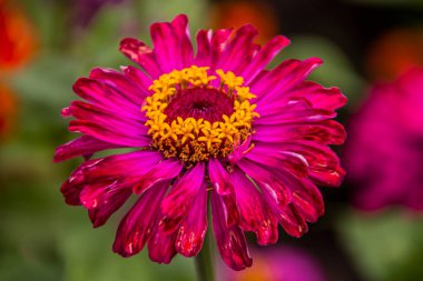 Güzel mor-pembe çiçek, sarı kalp ve makro.