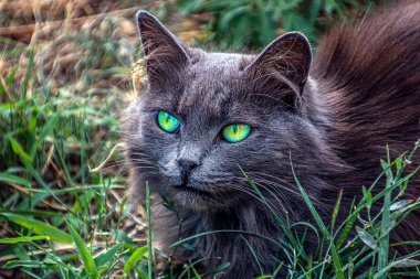 Büyük yeşil gözleri olan koyu gri bir kedi yeşil çimlerin üzerinde yatıyor.