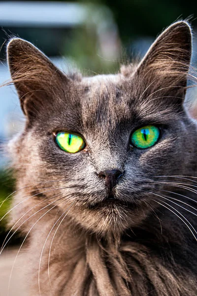 Černá Jasanová Kočka Krásnýma Zelenýma Očima — Stock fotografie