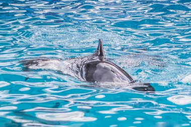 Güzel bir yunus yunus yunusevinde suda yüzer.