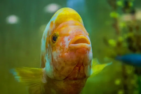 Large spotted orange fish swims in the aquarium close-up