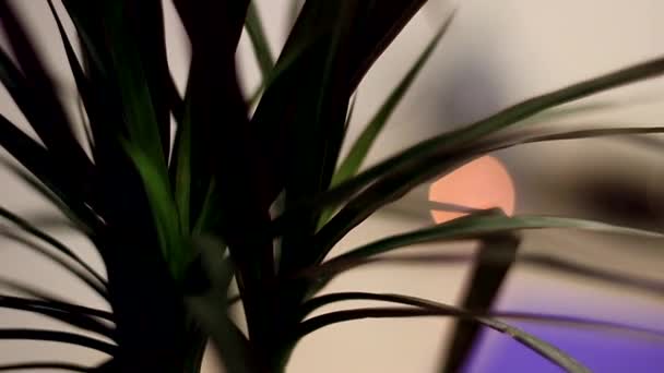 ビデオの仏の頭 ハピドラム ろうそくの背景に対する花の緑の葉 — ストック動画