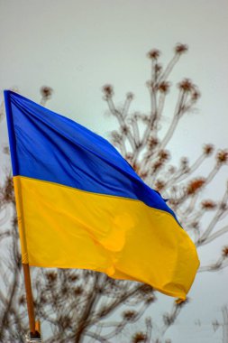 Gökyüzü ve ağaç dallarına karşı Ukrayna 'nın mavi ve sarı bayrağı
