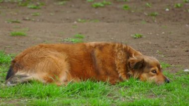 Kırmızı bir bahçe köpeği yeşil çimlerin üzerinde yatıyor.