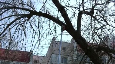 Uzun bir testere ağaç dallarını yükseklikten keser