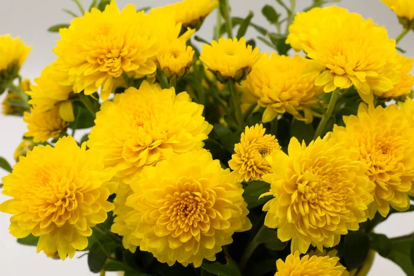 Güzel Sarı Kasımpatı Çiçekleri — Stok fotoğraf
