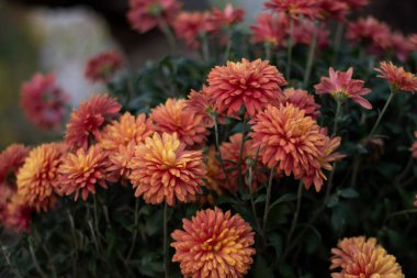 Bahçedeki güzel çiçekler