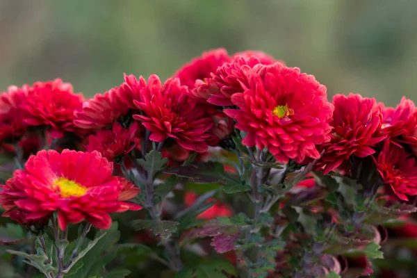 Röd Blomma Trädgården — Stockfoto