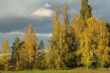 Sonbahar manzarası, ağaçlarda güzel sarı yapraklar.