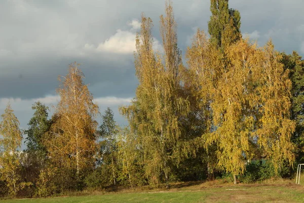 Herbstlandschaft Schöne Gelbe Blätter Den Bäumen — Stockfoto