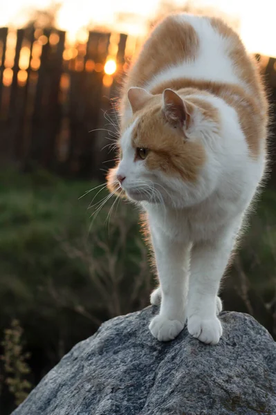 Kočka Střeše — Stock fotografie