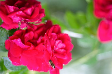 Su damlalı kırmızı gül