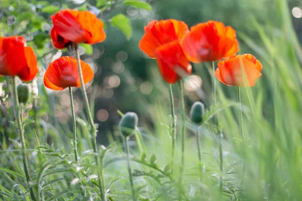 stock image field of red poppies