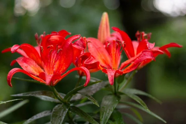 Flor Lirio Rojo Flores Jardín — Foto de Stock