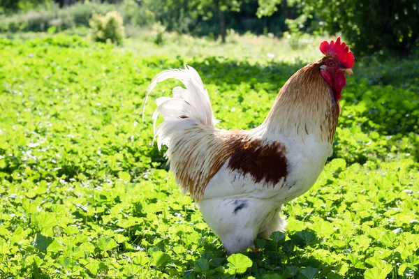 農場の鶏 国内の鳥 — ストック写真