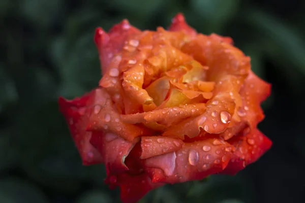 Rose Water Drops — Stock Photo, Image