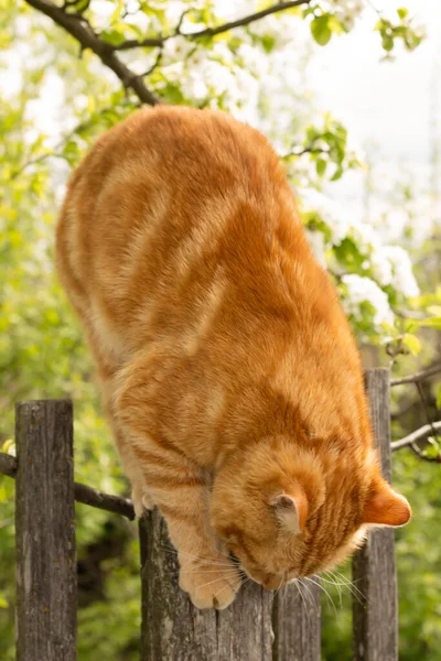 庭の猫猫が花を嗅ぎ — ストック写真