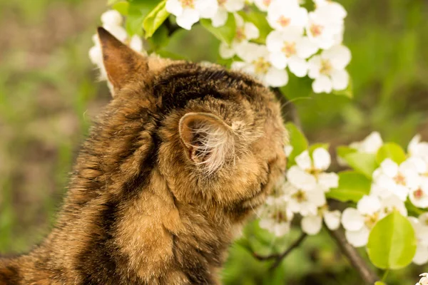 Kočka Zahradě Kočka Čichá Květinám — Stock fotografie