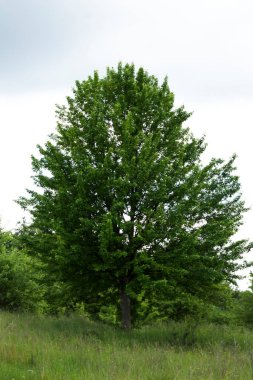 Yaz ormanı manzarası. Ormanda güzel bir ağaç